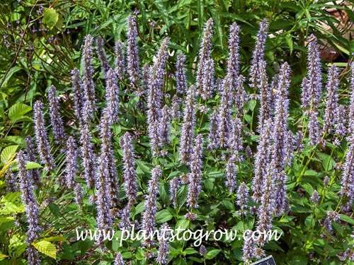 Blue Fortune Hyssop (Agastache)